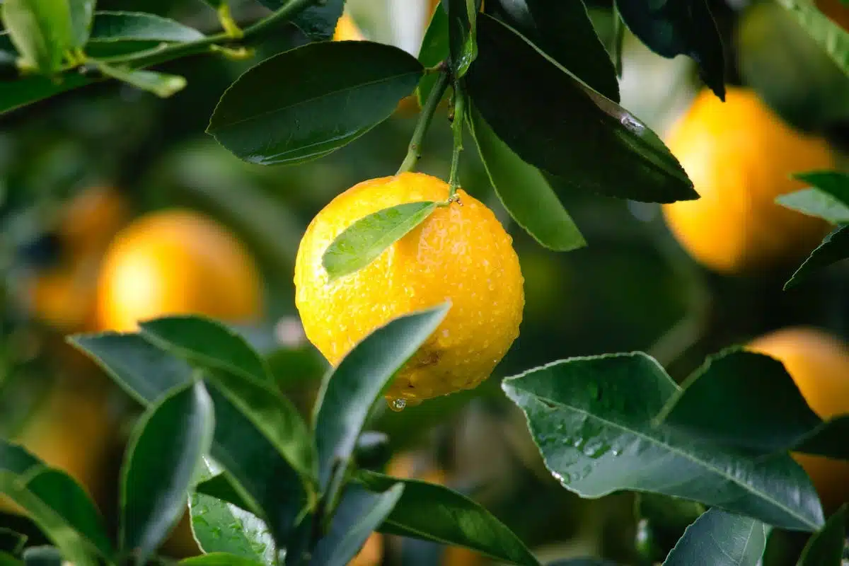 Pourquoi les feuilles du citronnier jaunissent et tombent ?
